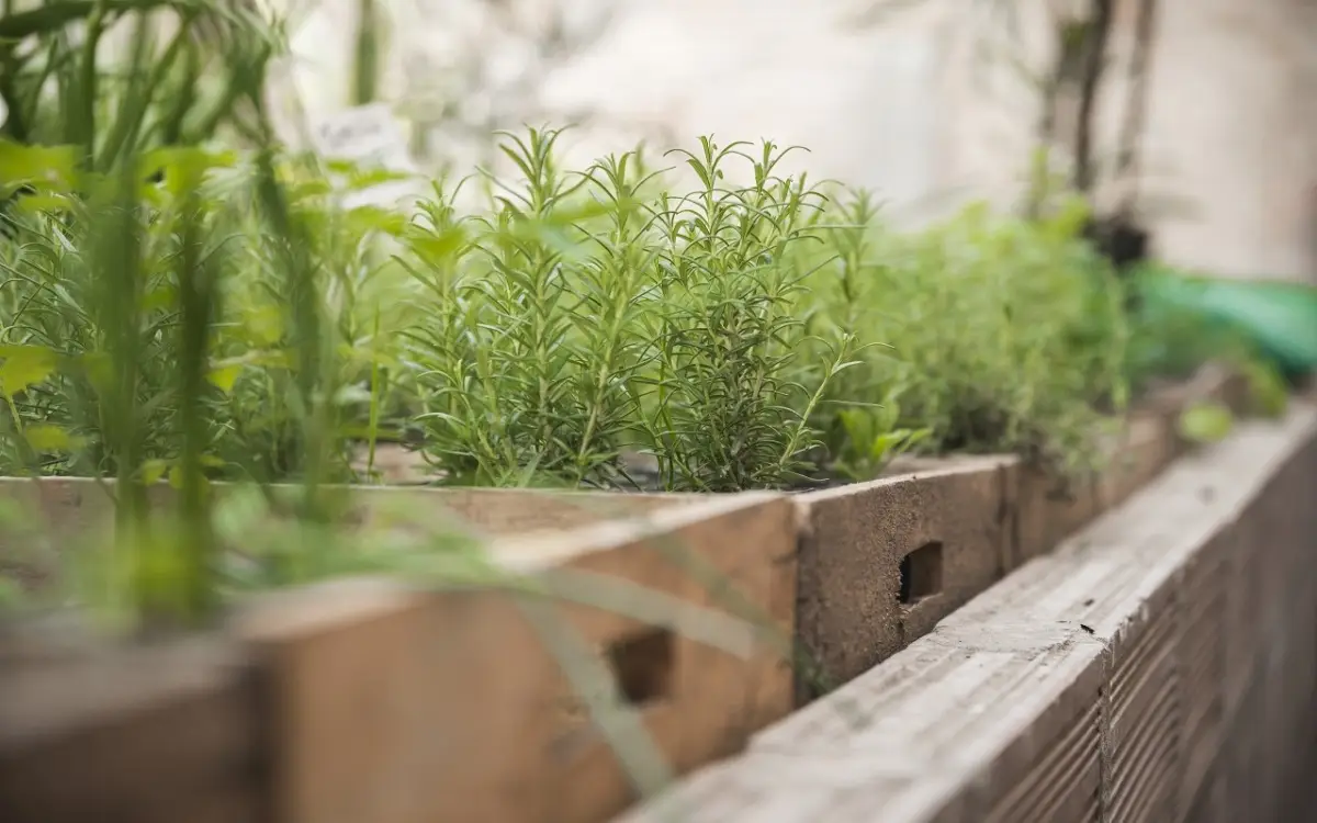 Erbe aromatiche che non necessitano di cure: trasforma il balcone senza fatica Erbe aromatiche che non necessitano di cure: trasforma il balcone senza fatica