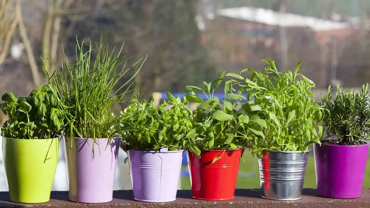 Erbe aromatiche che non necessitano di cure: trasforma il balcone senza fatica Erbe aromatiche che non necessitano di cure: trasforma il balcone senza fatica