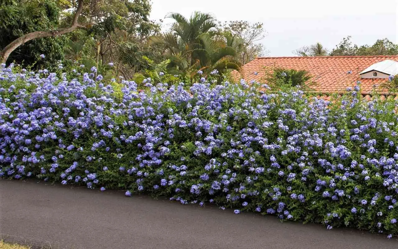 Scegliere le piante da siepe che fioriscono fino a ottobre e attirano farfalle Scegliere le piante da siepe che fioriscono fino a ottobre e attirano farfalle