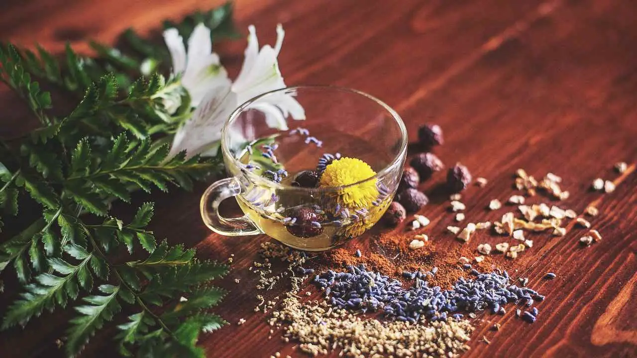 Gerani in salute con additivi naturali: prova questa miscela facile da reperire Gerani in salute con additivi naturali: prova questa miscela facile da reperire