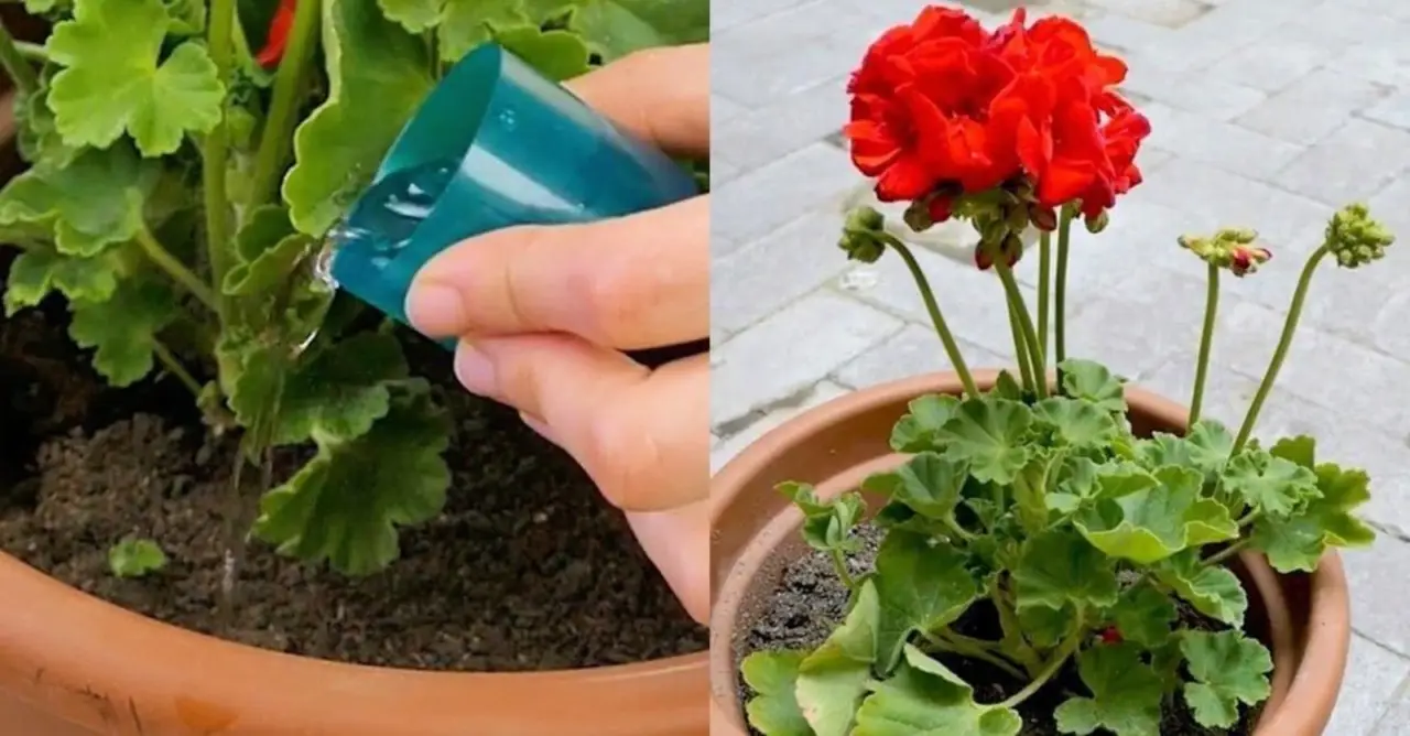 Come aumentare la fioritura dei gerani con questo fertilizzante domestico Come aumentare la fioritura dei gerani con questo fertilizzante domestico