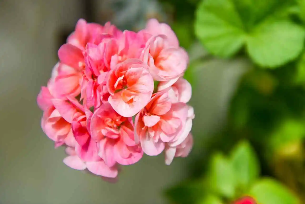 Come aumentare la fioritura dei gerani con questo fertilizzante domestico Come aumentare la fioritura dei gerani con questo fertilizzante domestico