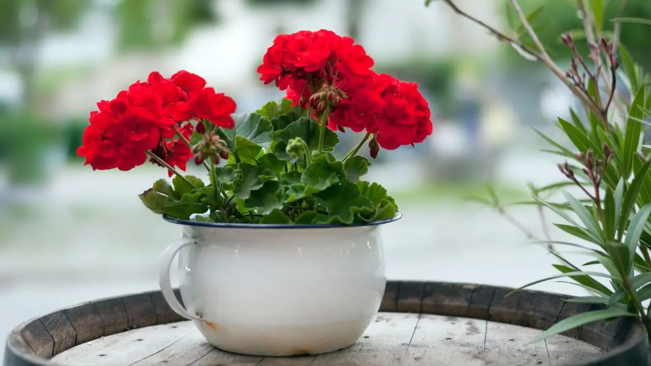 Come aumentare la fioritura dei gerani con questo fertilizzante domestico Come aumentare la fioritura dei gerani con questo fertilizzante domestico