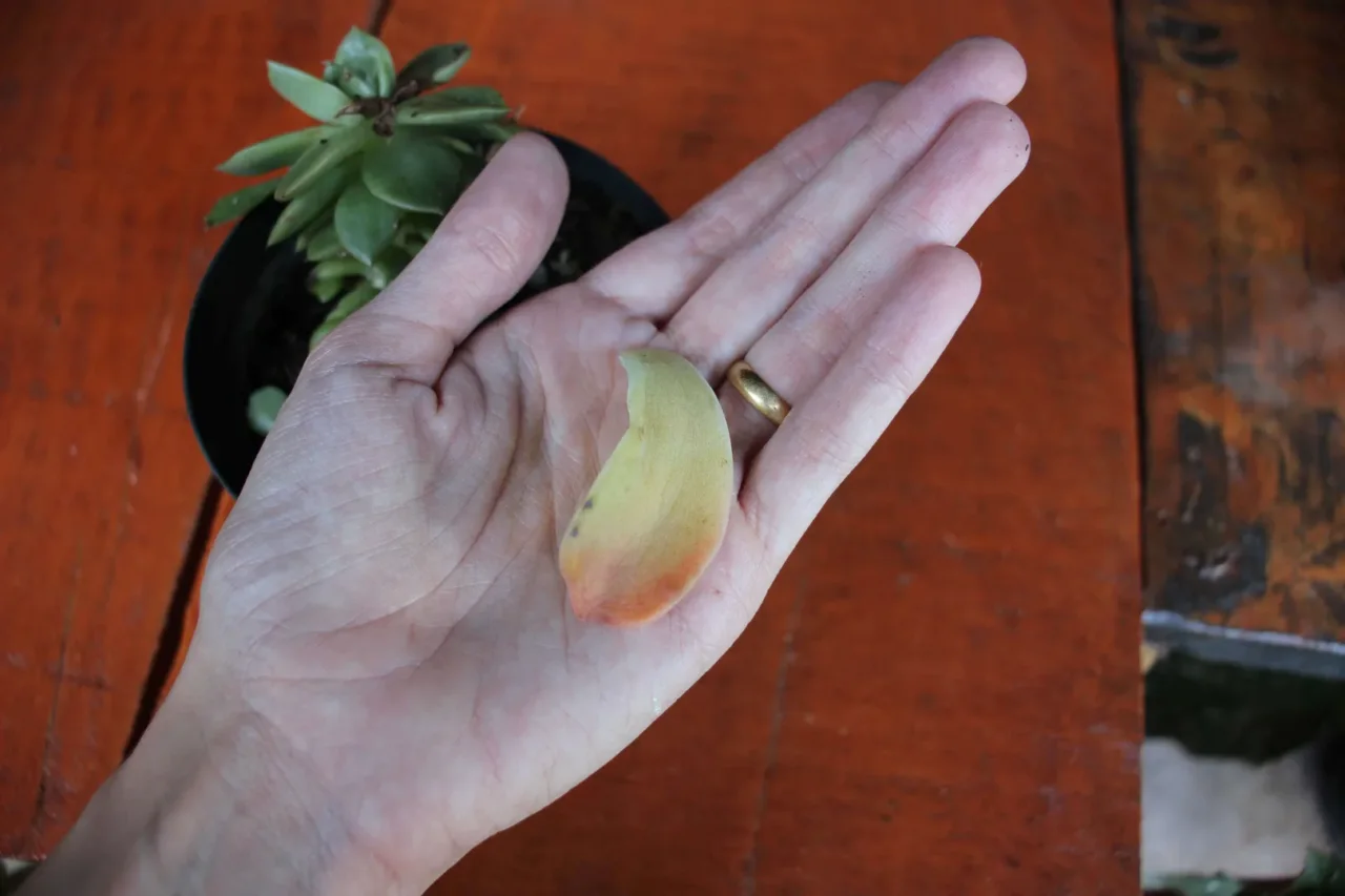 Le piante grasse stanno ingiallendo? Soluzioni rapide contro ingiallimento e muffe Le piante grasse stanno ingiallendo? Soluzioni rapide contro ingiallimento e muffe